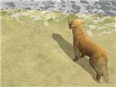 Lone Dog