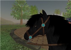 Horsey Mugshot!