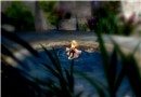 another farshot ^^
