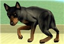 sorry puppy.