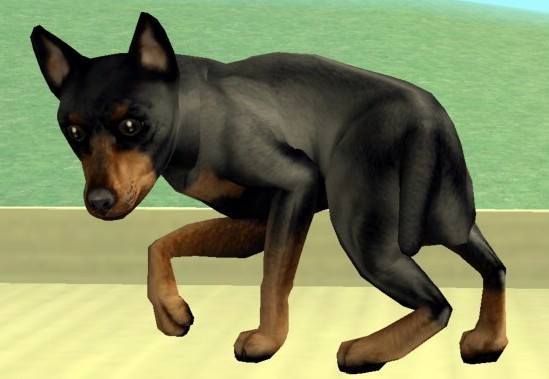 sorry puppy.