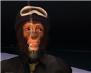 ape at the beach