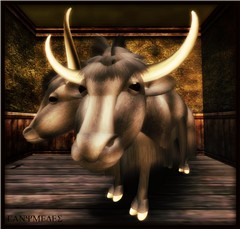 Moooo