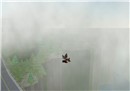 Look! Up in the sky!