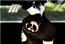 seke new style