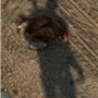 Opss...I killed a chicken too! 