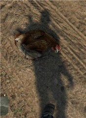 Opss...I killed a chicken too! 