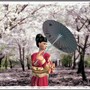 Cherry blossom