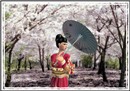 Cherry blossom