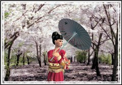 Cherry blossom