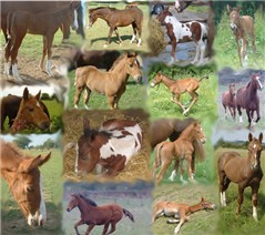 Horses