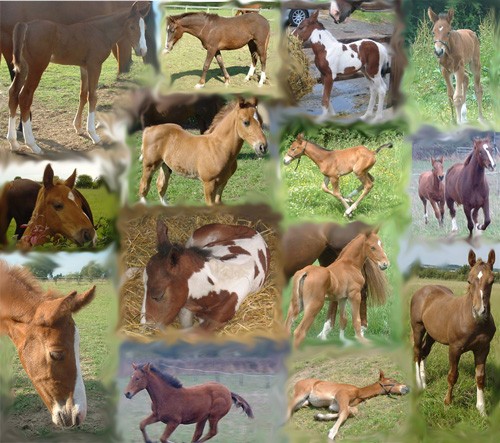Horses