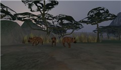 Africa - Koinup Burt