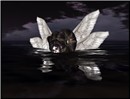 seaAngel3