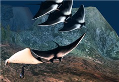 padi manta raycrop