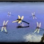 Dragonflies