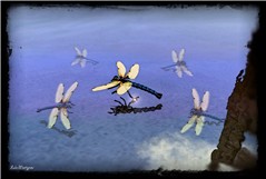 Dragonflies