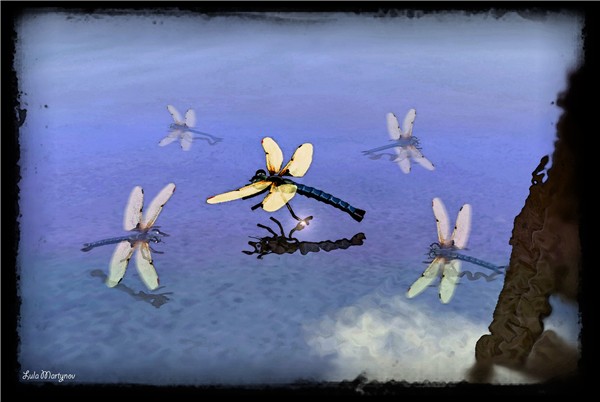 Dragonflies