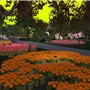 Flowered garden - Tay Stoop