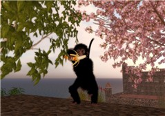 Spider Monkey