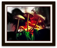 shrooms