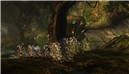 Timelss-Forest-2