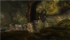 Timelss-Forest-2
