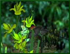 Hummingbird