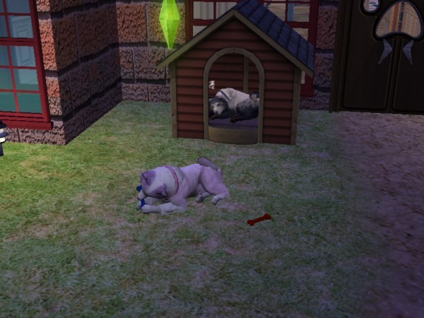 Dogs