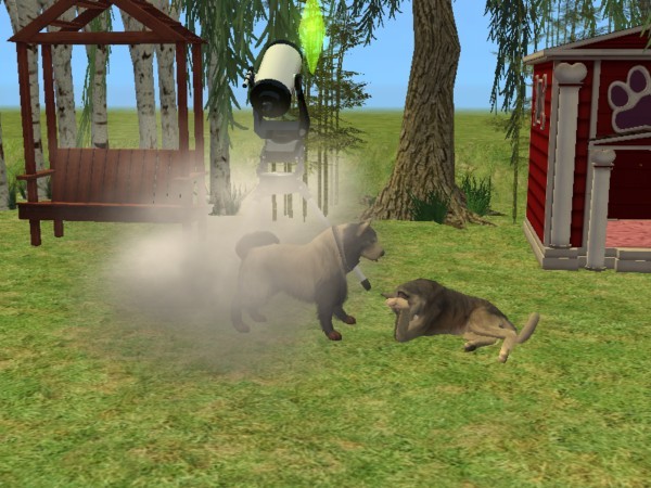 Dog Fight
