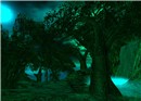 Enchanted Forest