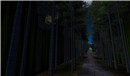 GION_bamboo woods