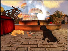 The Pet Village