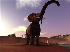 African Elephant