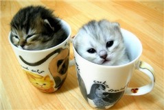 kitten coffe