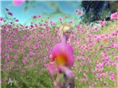 pink flowers