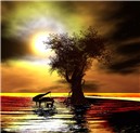 Chouchou Tree1