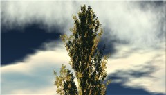 tree III