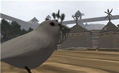 birds4
