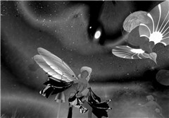 Moa (bw)