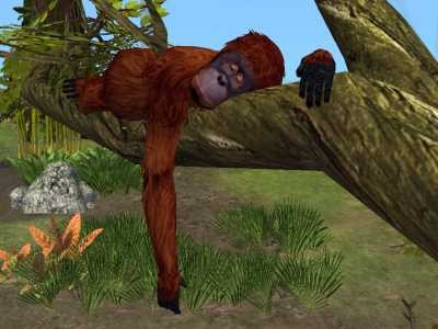 Monkey sleeping. Castaway