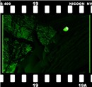 cougar IR photo proof