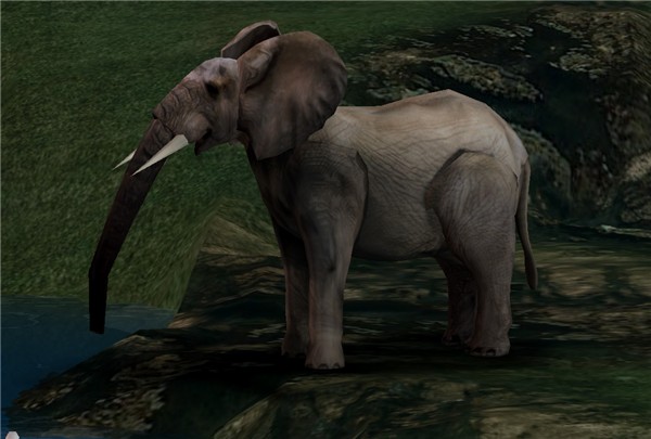 Elephant