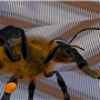 A Bee at Tuna Oddfellow's Ball
