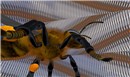 A Bee at Tuna Oddfellow's Ball