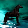 Black Stallion