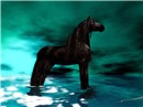 Black Stallion