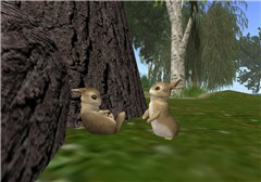 Bunnies