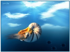 Nautilus