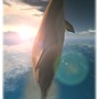 dolphin